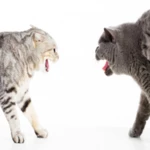 cat fight sounds android application logo